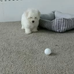 regalo di cuccioli di bichon frise