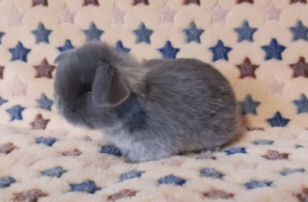 conigli ariete nani / mini lop