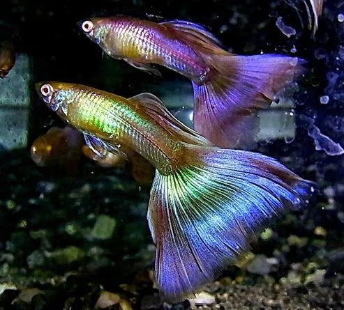 pesci tropicali acqua dolce guppy per acquario | Foto 2