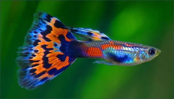 pesci tropicali acqua dolce guppy per acquario