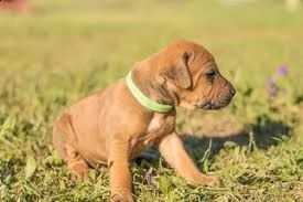 cucciolo di rhodesian ridgeback tenerissimi intrigantissimi e buonissimi di 70 giorni sia maschi che