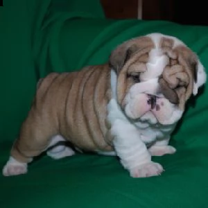 email : ameliajefferson80[at]gmail[.com] adorabili cuccioli di bulldog inglese