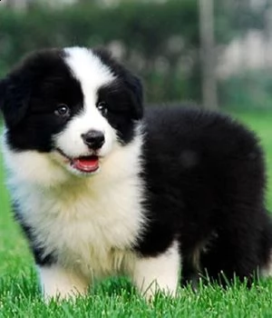 email : ameliajefferson80[at]gmail[.com] adorali cuccioli di border collie femminucce e maschietti dispon