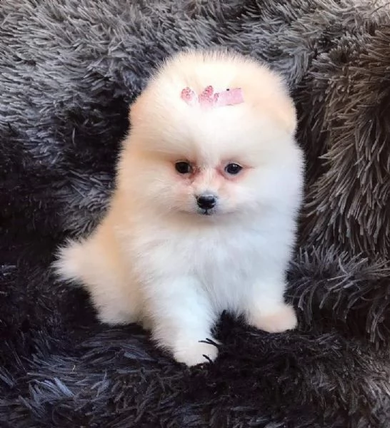 email : ameliajefferson80[at]gmail[.com] adorabili cuccioli di pomerania femminucce e maschietti disponib