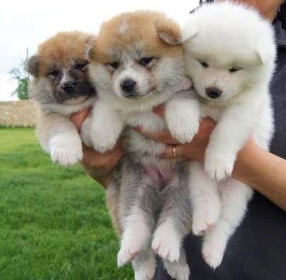 email : ameliajefferson80[at]gmail[.com] adorabili cuccioli di akita-inu femminucce e maschietti disponib | Foto 0