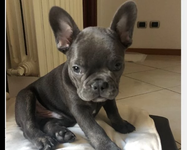 bouledogue francese cuccioli