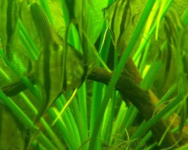 pterophyllum scalare scalari rio nanay f2 | Foto 1