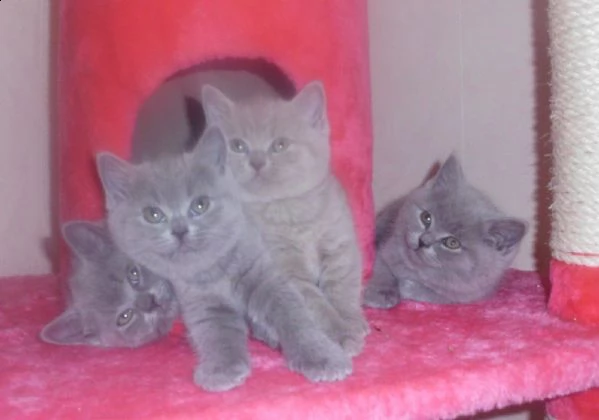 cuccioli british shorthair