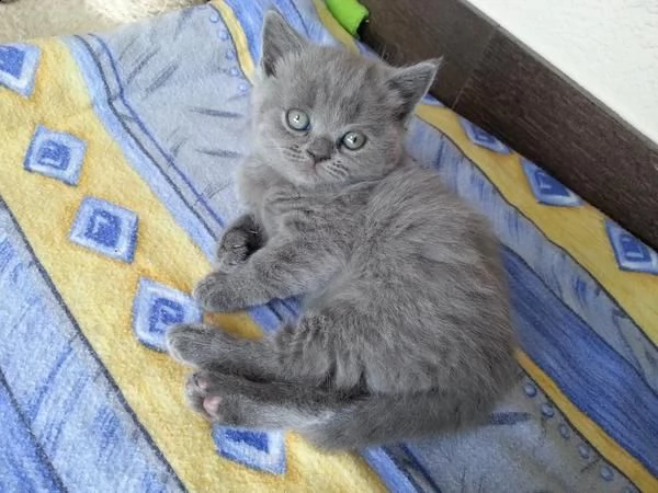 cuccioli british shorthair | Foto 2