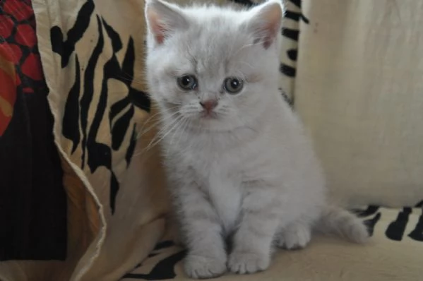 cuccioli british shorthair | Foto 1