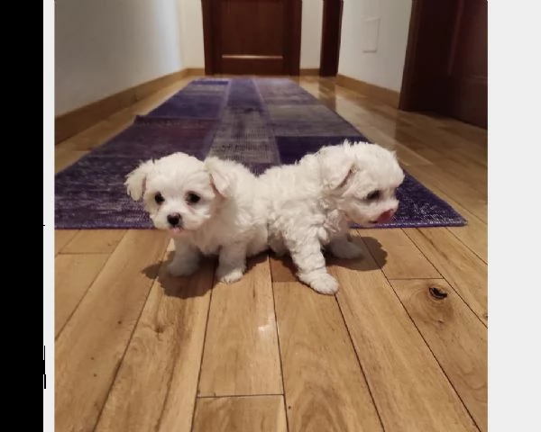 splendidi e bianchissimi cucciolini maltese