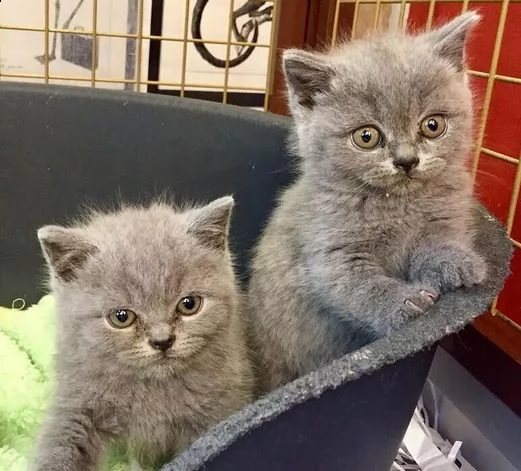 gatti british shorthair selezionati