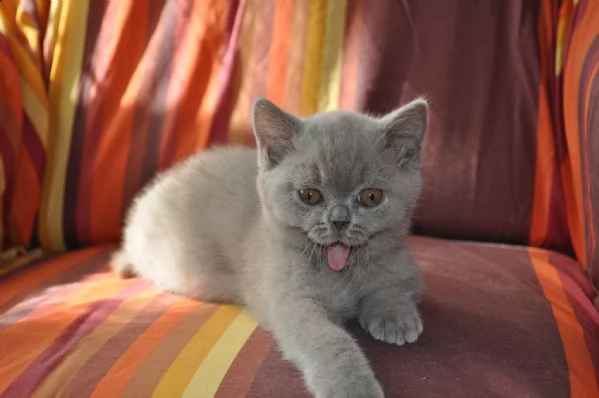 splendidi cuccioli di british shorthair | Foto 2