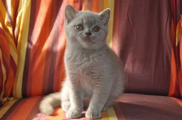 splendidi cuccioli di british shorthair | Foto 0