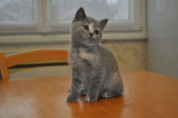 splendidi cuccioli di british shorthair