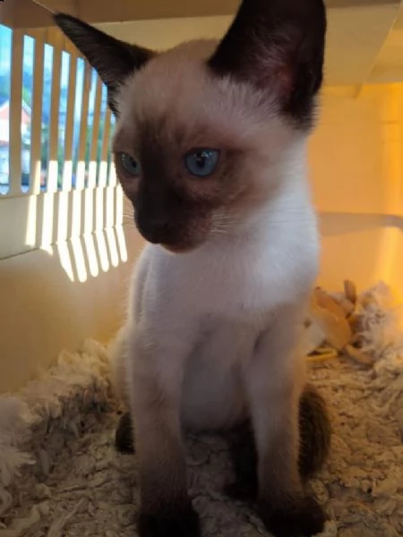 5 gattini siamese 