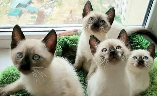 gattini siamese