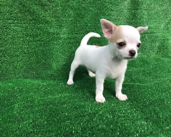 cucciolo di chihuahua maschio e femmina in vendita da negozio