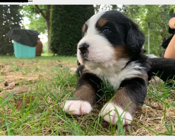 cucciolo di bovaro del bernese maschio e femmina , pelo lungo , mantello tricolore (tricolor) in ven