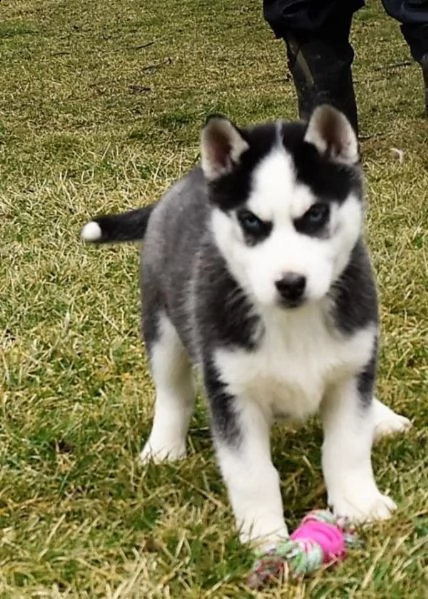 cucciolo di husky maschio bianco nero