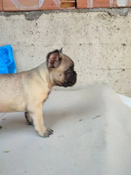 Bulldog francese  | Foto 4