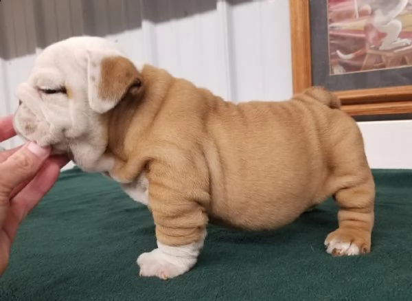 regalo cucciolo di bulldog inglese vecchio