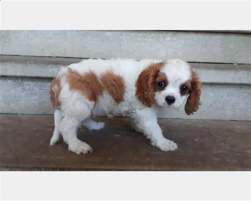 vendita cavalier king charles spaniel