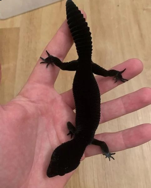 geco leopardo cavaliere nero femmina disponibile