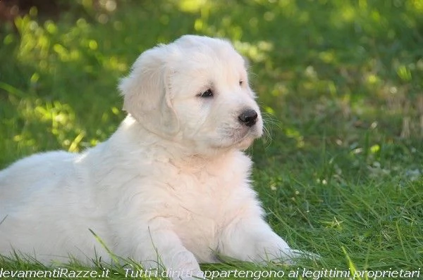 vendita cuccioli di golden retriever con pedigree