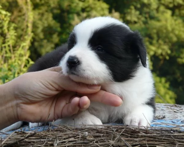 vendita cucciolo in vendita adorabili cuccioli di border collie registrati akc.