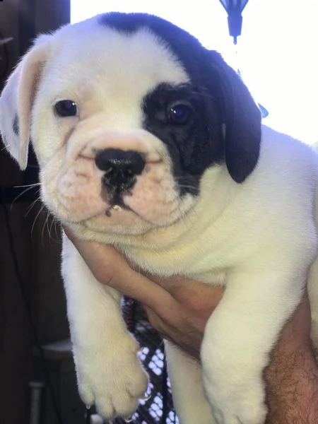 regalo bulldog maschio e femmina per l'adozione