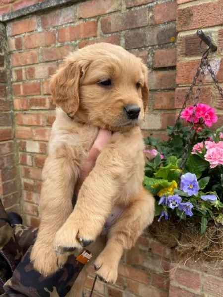 cachorros de golden retriever inteligentes