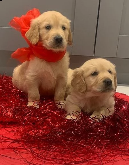 cachorros golden retriever de 2 meses