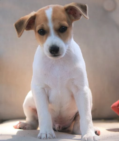 vendita cucciolo ultime cucciole di jack russell