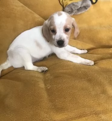 cuccioli di beagle | Foto 2