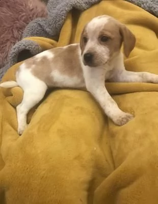 cuccioli di beagle | Foto 0