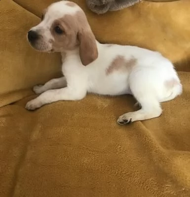 cuccioli di beagle