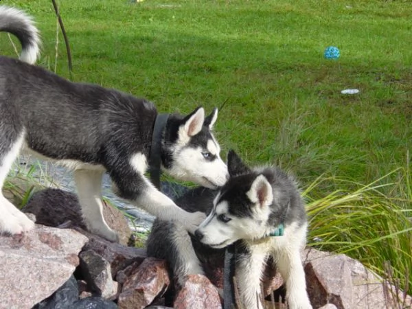  husky siberian occhi blu | Foto 0