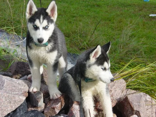  husky siberian occhi blu