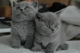 gattino british shorthair | Foto 0