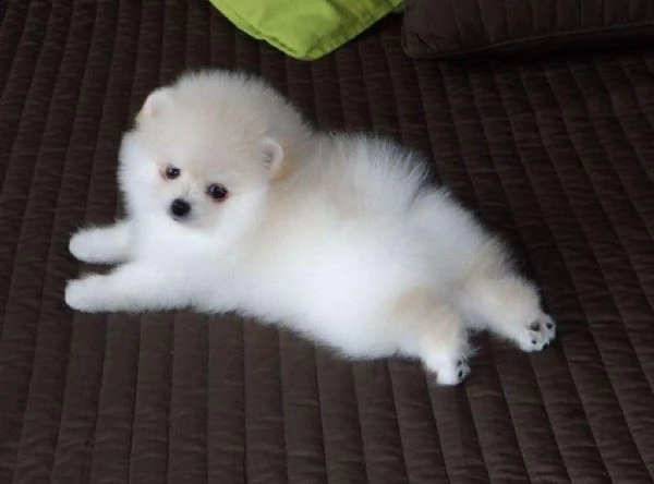 regalo  volpino pomerania mini toy  | Foto 0