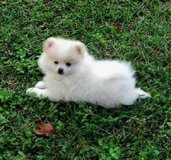 regalo  volpino pomerania mini toy 