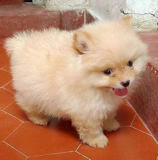 regalo  volpino pomerania mini toy (()))(