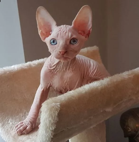 gattino sphynx