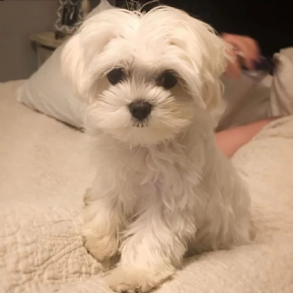 cuccioli di razza mini maltese