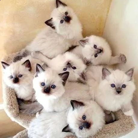 disponibili 5 meravigliosi cuccioli del siamese