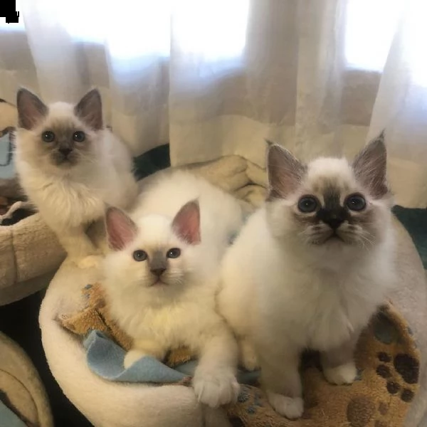 vendo stupendi  cuccioli di siamese