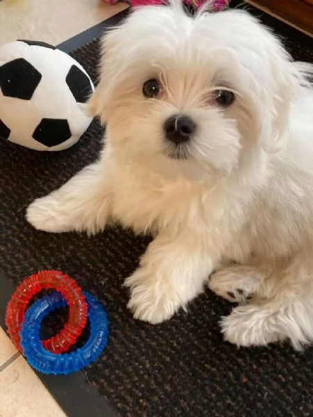 adorables chiots bichon maltais  | Foto 0