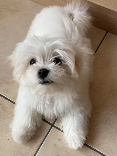 adorables chiots bichon maltais 