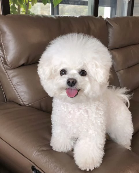 accoppiamento bichon a poil frisé 